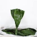 Vollsortiment - Aspidistra, 50 cm